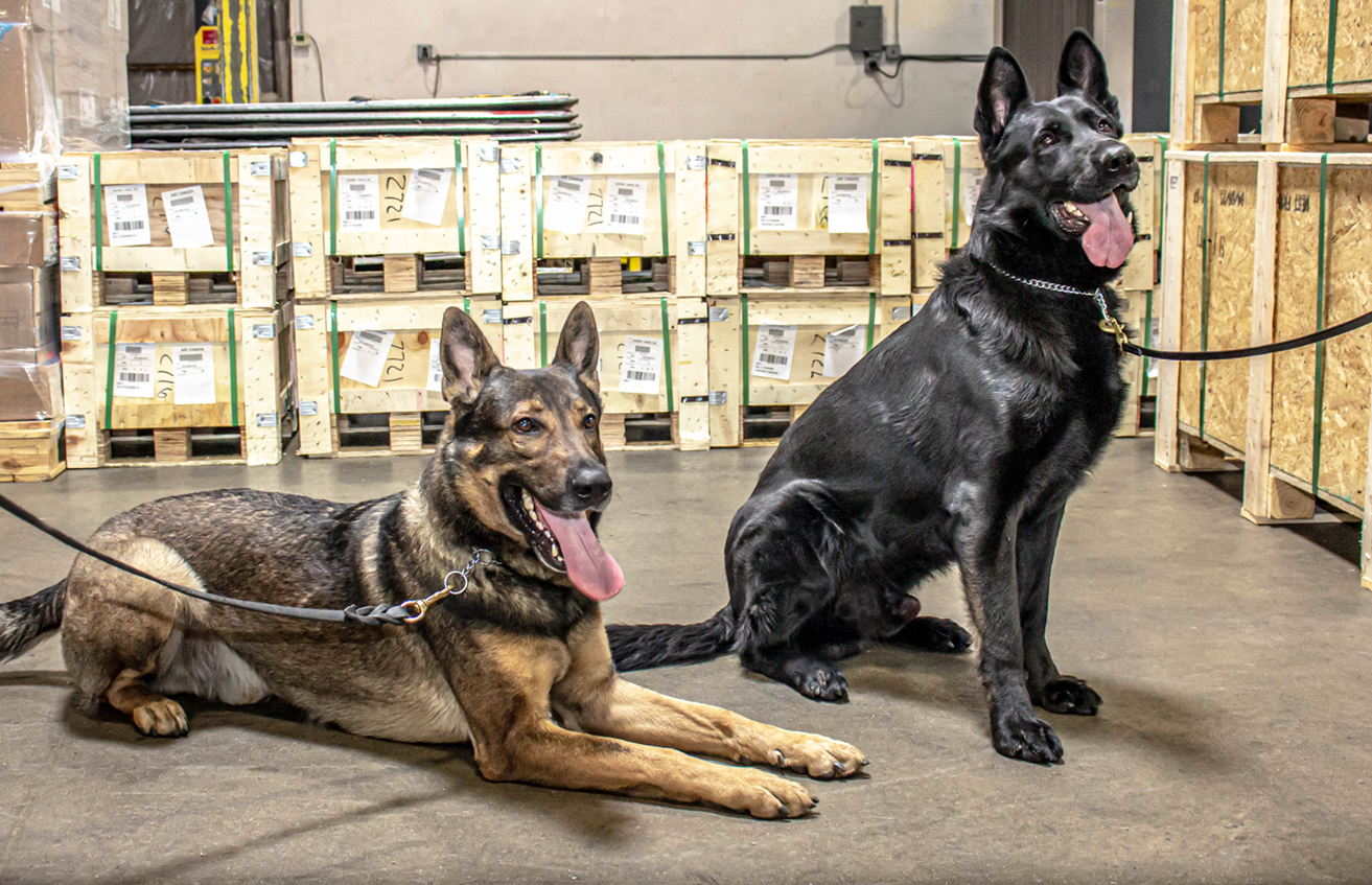 CFS | Air Cargo Screening Dogs