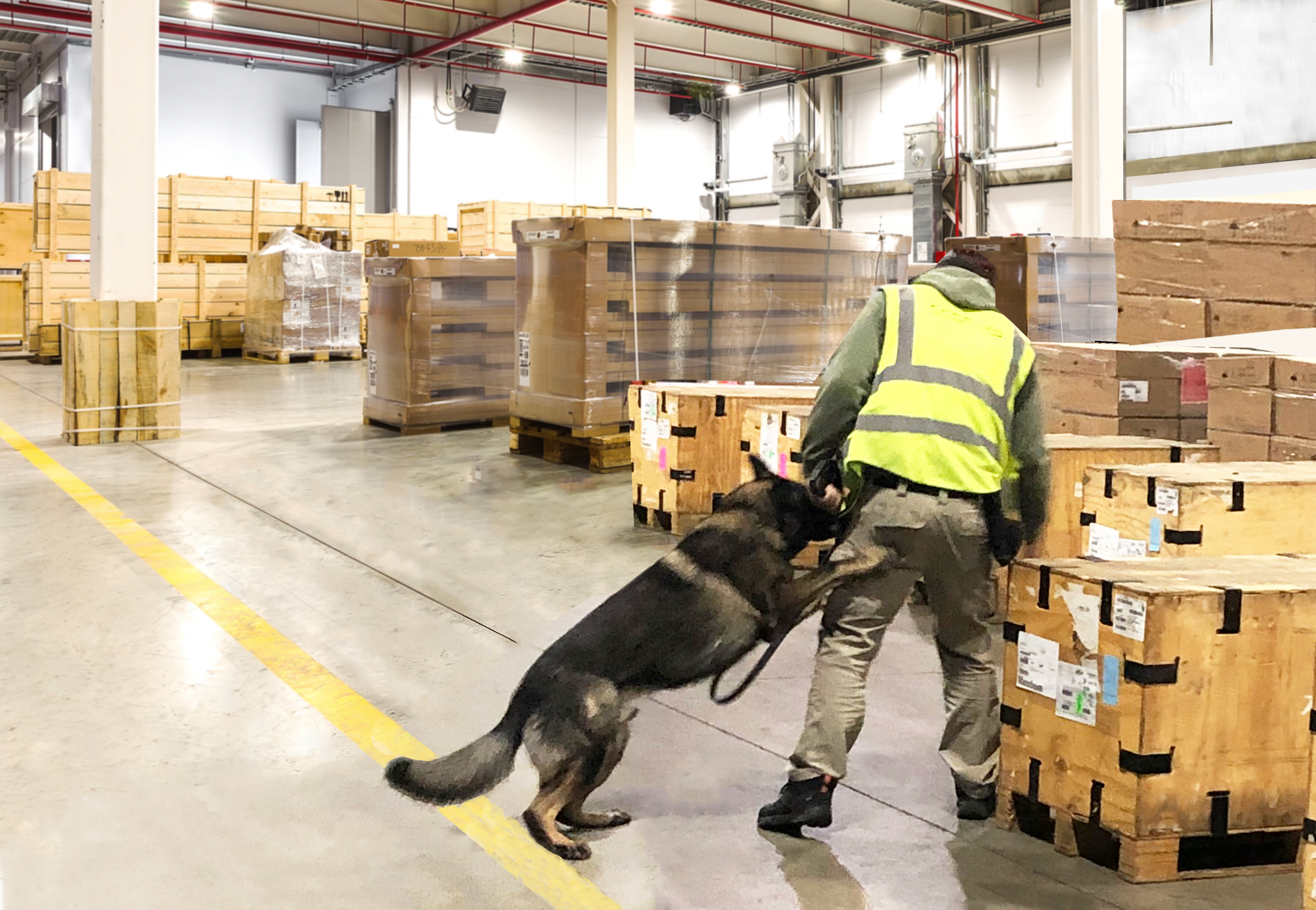 Commercial Freight Services Certified for TSA Third-Party Canine Cargo Screening