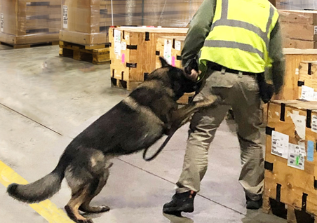 CFS | K9 team screening cargo