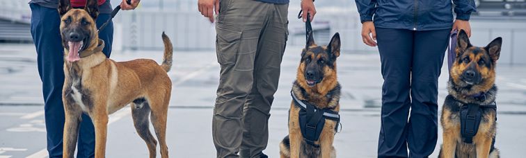 Canine Teams in Air Cargo Screening
